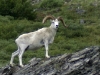 Dull sheep