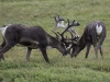 Caribou