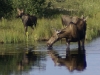 Moose