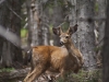 a-young-blacktailed-deer