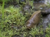 banana-slug