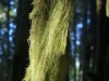 lichein-in-the-rainforest