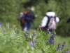 students-passing-by-the-lupine