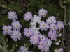 water-drops-on-phlox