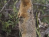 Ground squirrel